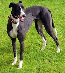 Black And White Greyhound Dog Black And White Greyhound Google Search