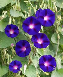 When in doubt, you can always purchase a trellis or arbor for more massive, more demanding vines that could damage your fence. Morning Glory Grandpa Ott Ipomoea Purpurea Applewood Seed Co