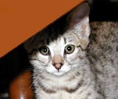 Fast delivery, full service customer support. Savannah Cats From Foothill Felines Black Spotted Cats And Kittens With Serval Coloring Great Personalities From This Specialized Breeder Of Exotic Savannahs
