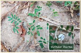 Image result for Tephrosia pumila