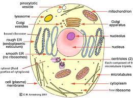 3d Cell Model Project Cells Project Cell Model Project Animal Cell