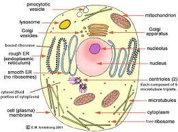 Sep 22, 2020 · animal cell diagram 8th grade. 3d Cell Model Project Animal Cell Cell Model Project Cells Project