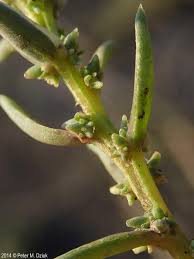 Image result for Suaeda plumosa