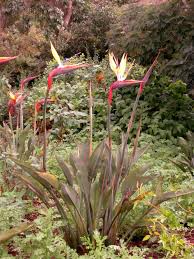 Pour fleurir votre oiseau de paradis, strelitzia de son vrai nom, à besoin de beaucoup de lumière, plusieurs heures de soleil par jour sont necessaire, sans exposition directe au soleil qui pourrait bruler. Strelitzia Planter Ou Rempoter Ooreka