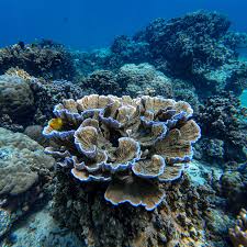 Image result for Subularia monticola