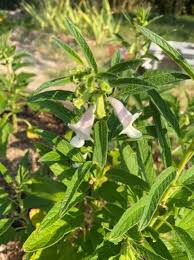 Image result for Sesamum angustifolium