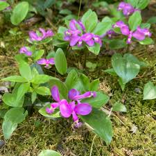 Image result for Polygala transvaalensis