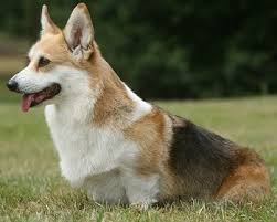 On the other hand, you can always adopt a mutt from a shelter. Pembroke Welsh Corgis What S Good About Em What S Bad About Em
