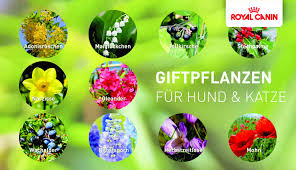 Zu den symptomen einer vergiftung beim hund zählen zum beispiel: Oleander Rittersporn Co Giftpflanzen Auf Einen Blick Royal Canin Tiernahrung Gmbh Co Kg Pressemitteilung Lifepr