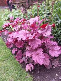 Bernie Smoothie Heuchera Or Coral Bells 2012 Year Of The Heuchera Great With Montana Hosta Heuchera Shade Garden Plants Coral Bells Heuchera