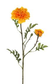 Tagetes lemmonii (mexican marigold) is a sprawling evergreen shrub noted for its aromatic foliage and brightly colored flowers. Mexican Aztec African Marigold Tagetes Erecta 2 Flowers O 9cm Top Art Artificial Flowers And Plants
