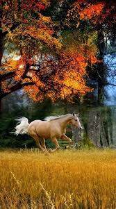 Gray horse in jumping show, on white background. Nice View Horses Pretty Horses Horse Pictures