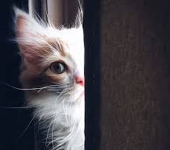 They are not much of climbers but they still love to play with toys and be active. Adopting The Right Cat For You