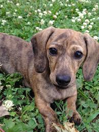 Black And Cream Dapple Dachshund Cream Brindle Dachshund Puppy My Favorite Brindle Dachshund Dapple Dachshund Dachshund Puppies