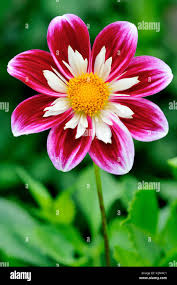 Image result for Dahlia sp. (cultivar)