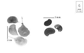 Image result for Ateleia herbert-smithii