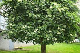 Für einen schutz vor der sonne im garten benötigt man nicht immer ein sonnensegel oder einen sonnenschirm. Baum Als Schattenspender 5 Baume Mit Schirmformiger Krone