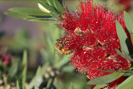 Maybe you would like to learn more about one of these? Mossops Honey On Twitter The Pohutukawa Is A Coastal New Zealand Native Tree Which Flowers In December Each Year Producing Masses Of Vibrant Red Flowers The Bees Love The Pohutukawa For