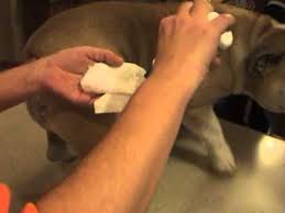 But it can also become a seemingly necessary one for bulldogs. Caring For Your Bulldog How To Clean A Dog S Tail Pocket Bulldog Mixes