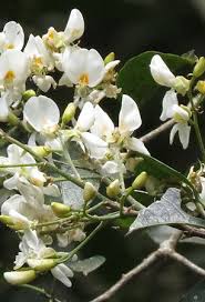 Image result for Baphia speciosa
