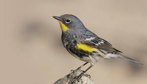 Serious birders show up here during warbler season, and it can get crowded. All About Warblers And How To Attract Them Wild Birds Unlimited Wild Birds Unlimited