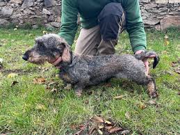 Image result for jezevčík drsnosrstý