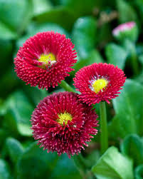 From the latin bellus, pretty, handsome (compositae). English Daisy Better Homes Gardens