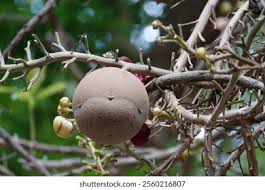 Image result for Lecythidaceae