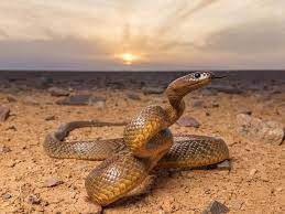 Inland Taipan Brown Snake Inland Taipan Snake Venom Snake