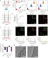 Maybe you would like to learn more about one of these? Dna Templated Synthesis Of Biomimetic Cell Wall For Nanoencapsulation And Protection Of Mammalian Cells Nature Communications