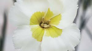 Illuminati tower® mockorange has hundreds of fragrant white flowers in spring! A New Twist On A Fragrant Classic Finegardening