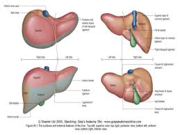 The liver is an organ only found in vertebrates which detoxifies various metabolites, synthesizes proteins and produces biochemicals necessary for digestion and growth. The Liver Anatomy Anatomy Drawing Diagram