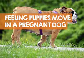 When Can You Feel Puppies Move In A Pregnant Dog