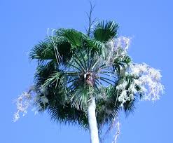 Bring natural air filtration into your home and office. In Bloom Mexican Fan Palm