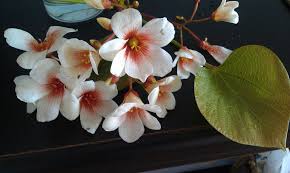 Image result for Vernicia