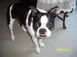 Colors available are blue/red/black/brindle or white. Boston Terrier Puppies For Adoption In Michigan Pets Lovers