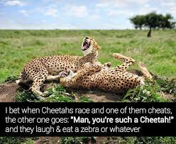 Cheetahs Never Prosper Cheetahs Funny Pictures Funny Animals