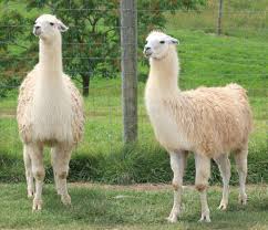 Calf its the baby of cow not camel called colt yes. Llama Key Facts Information Pictures