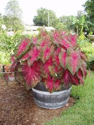 Unexpected Error Page Happiness Farms Plants Container Gardening Garden Containers