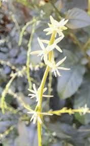 Image result for Petiveria