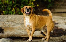 Image result for puggle