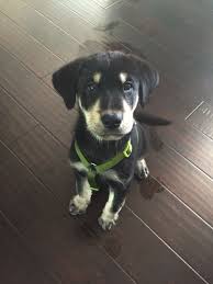 My Handsome Little Guy 8 Week Old Black Lab Husky Mix Labrador Puppy Black Labrador Puppy Puppies