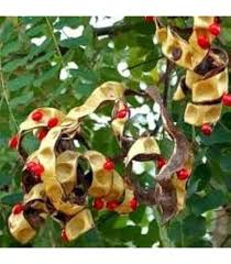 Image result for Tragia adenanthera