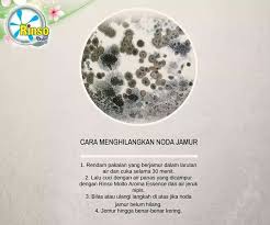 Dengan kemampuan pemain untuk memanipulasi medan permainan. Cara Hilanhkan Noda Jamur Di Baju Dengan Gambar Jamur Penghilang Noda Jeruk Nipis