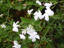 Image result for Jasminum officinale