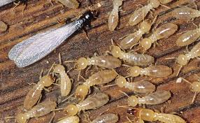 What Are The Insects That Eat The Wood Eat Insects Types Of Insects