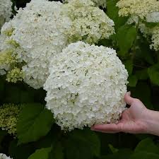 We did not find results for: Incrediball Smooth Hydrangea The Greenhouse