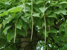 The tree has a moderate to fast growth rate, and it will increase its growth as a juvenile tree. Katalpa Gorgeous Catalpa Tree Photo Description