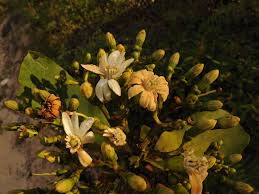 Image result for Anthocleista