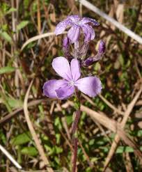 Image result for Buchnera speciosa